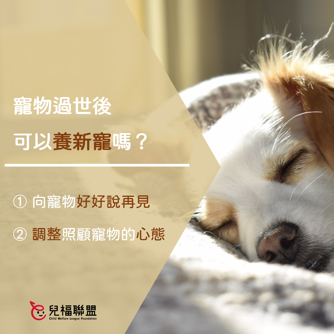 寵物過世後，該不該養新寵物？