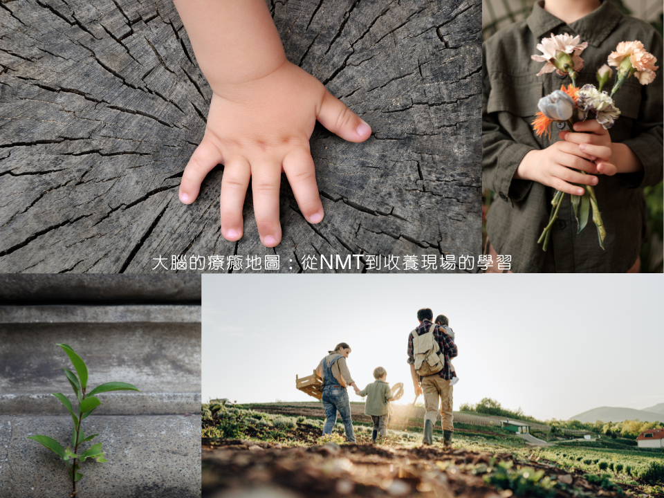 大腦的療癒地圖：從NMT到收養現場的學習